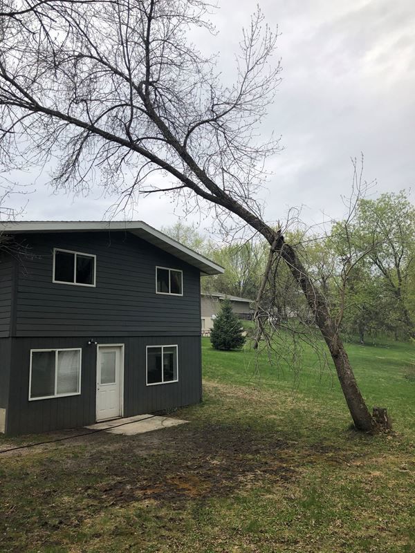 Ugly Tree Contest 2020